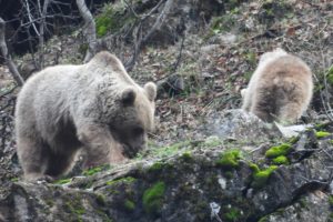 Kış uykusuna yatmayan ayı ve yavrusu