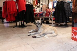 Soğukta &uuml;ş&uuml;yen k&ouml;pekler mağazada ısınıyor