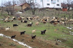&Ccedil;obanların kış mesaisi başlıyor
