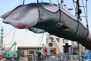 Japonya Uluslararası Balina Avcılığı Komisyonu'ndan &ccedil;ıkıyor