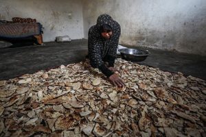 Ekmek kırıntılarını satarak ailesine bakıyor