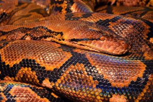 Malezya'da 100 kilogramlık piton yakalandı