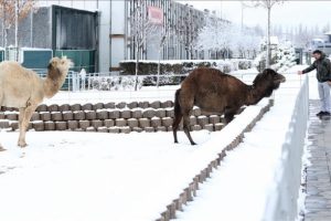 Hayvanat bah&ccedil;esinde kar g&uuml;zelliği