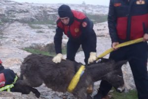 Kuyuya d&uuml;şen eşeği itfaiye kurtardı
