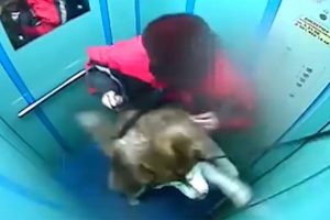 Sahibinin dikkatsizliği az daha canından ediyordu