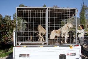 30 sokak k&ouml;peğini soğukta &ouml;l&uuml;me terk ettiler