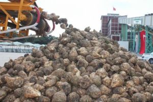 'Şeker'de yedek şirket fiyaskosu