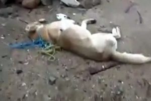 Vahşet! Zehirli iğnelerle k&ouml;pekler katledildi iddiası