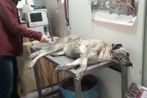 Aracıyla &ccedil;arptığı k&ouml;peği veterinere g&ouml;t&uuml;r&uuml;p tedavi ettirdi