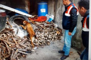 Odunluktaki uyuşturucuyu 'Cadı' ve 'Mark' buldu