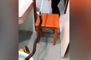 Tuvalette 'kral kobra' yakalandı