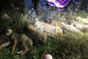 Ormanda 9 k&ouml;pek yavrusu soğuktan dondu