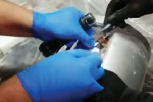 Kanada'ya g&ouml;nderilecekti! Kargonun i&ccedil;inden &ccedil;ıkan şoke etti