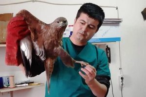 Yaralı halde bulunan şahin tedavi edildi