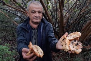 Yağmurun ardından 'mantar' yolculuğu