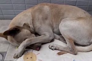 Terk edildiğinden haberi olmayan k&ouml;pek sahibini bekliyor