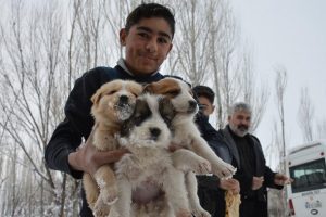 Donmak &uuml;zere olan k&ouml;pek yavrularına evlerini a&ccedil;tılar