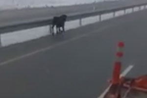Pazara giden dana kamyonun kasasından d&uuml;şt&uuml;