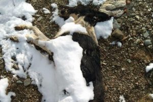 &Ccedil;ok sayıda k&ouml;pek &ouml;l&uuml;s&uuml; bulundu