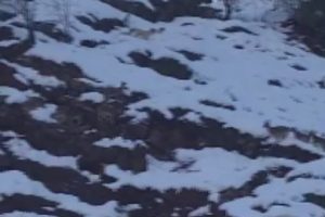 K&ouml;pekler yaban ke&ccedil;ilerine saldırdı