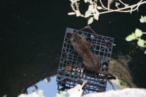 Leopar sıkıştığı kuyudan b&ouml;yle kurtarıldı