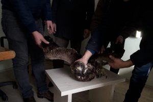 Yaralı kartal tedavi altına alındı