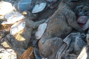 &Ccedil;&ouml;pl&uuml;kte 30'dan fazla &ouml;l&uuml; k&ouml;pek bulundu