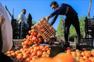 Mısır'ın '&ccedil;ılgın' domatesi herkesin y&uuml;z&uuml;n&uuml; g&uuml;ld&uuml;r&uuml;yor