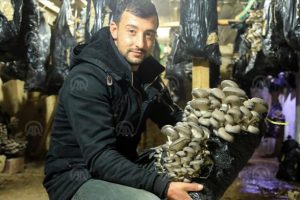 İstanbul'dan d&ouml;nd&uuml;! İstiridye mantarı yetiştiriyor