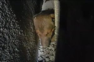 K&ouml;peği kurtarmak i&ccedil;in duvarı yıktılar