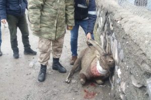 Vurulan dağ ke&ccedil;isi kurtarılamadı