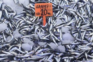 Hamsinin fiyatı el yakıyor