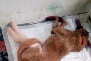 Arka bacaklarını kırdığı k&ouml;peği başka k&ouml;peğe ısırttı!