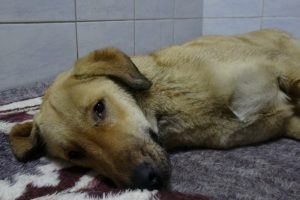 Bursa'da otomobilin çarptığı köpek telef oldu