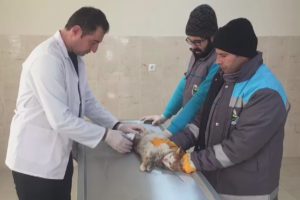 Bursa'da motora sıkışan kedinin ayağı kırıldı