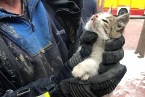 Soğukta girdiği kamyonetin motor bölümünde sıkışan kedi kurtarıldı