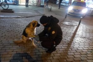 Bursa'da patisi kesilen köpeğe bekçiler pansuman yaptı