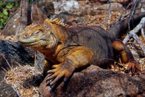 İguanalar 184 yıl sonra tekrar Santiago Adası'nda
