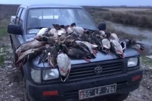 37 yaban ördeği öldüren avcılara büyük ceza