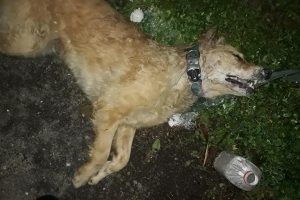Tarım ilacı verilen 2 k&ouml;pek telef oldu