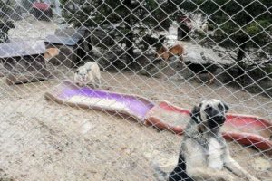 Köpek barınağı millet bahçesi oluyor: Hayvanseverler tepkili
