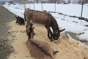 Yazın &ccedil;alıştırılıp, kışın &ouml;l&uuml;me terk ediliyorlar