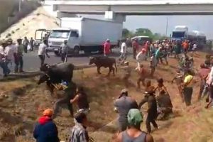 Kamyonlar &ccedil;arpıştı, b&ouml;lgede yaşayanlar boşta kalan hayvanları ka&ccedil;ırdı