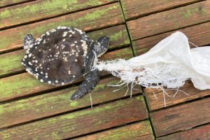 Boynuna &ccedil;uval dolanan yavru caretta caretta &ouml;ld&uuml;