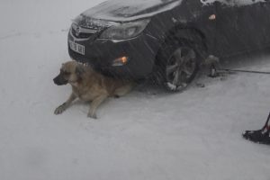 Bursa'da otomobilin altında kalan sokak köpeğini, jandarma kurtardı