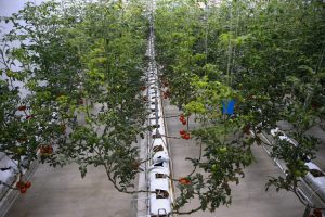 Ledle aydınlattıkları serada domates yetiştiriyorlar
