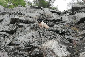 Kayalıklarda mahsur kalan k&ouml;peği itfaiye kurtardı