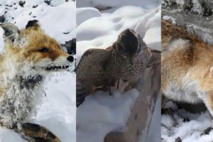 Kara kış! Son 3 g&uuml;nde 3 yaban hayvanı dondu