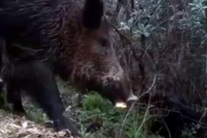 A&ccedil; kalan yaban domuzları şehir merkezine iniyor