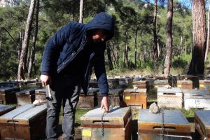 Arıcılar &ccedil;areyi kovanları zincirlemekte buldu